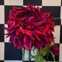 Escape room Alica v krajine zázrakov v Bratislave – rodiny a deti riešia hravé a logické úlohy